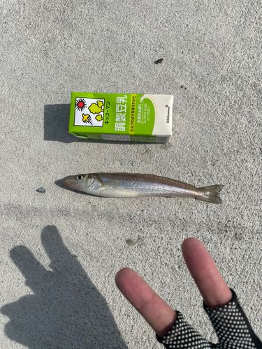 シロギスの釣果