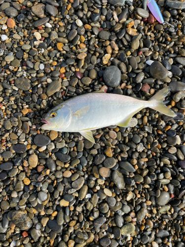 ショゴの釣果