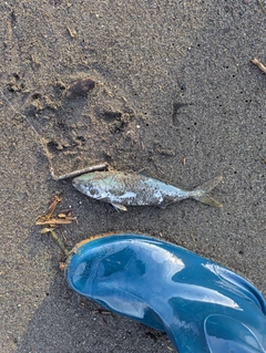 ワカシの釣果