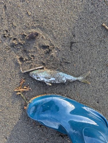 ワカシの釣果