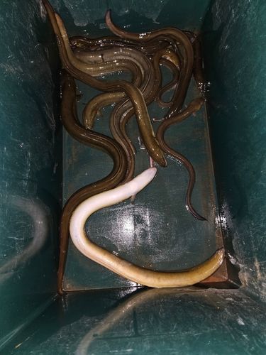 ウナギの釣果