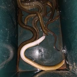 ウナギ