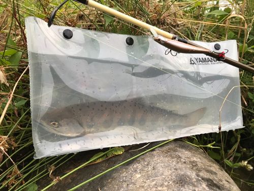 アマゴの釣果