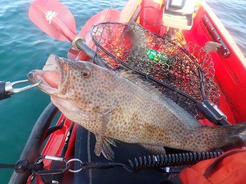 オオモンハタの釣果