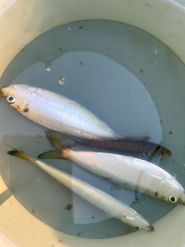 ママカリの釣果