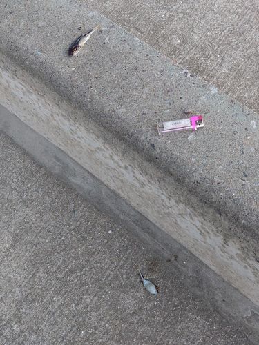 クサフグの釣果