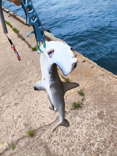 ハンマーヘッドシャークの釣果