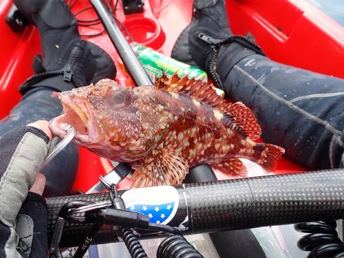 カサゴの釣果
