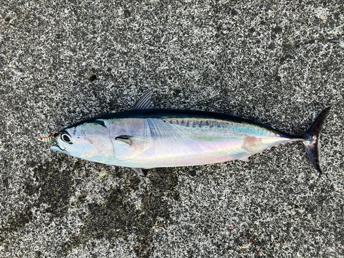マルソウダの釣果
