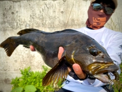 アイナメの釣果