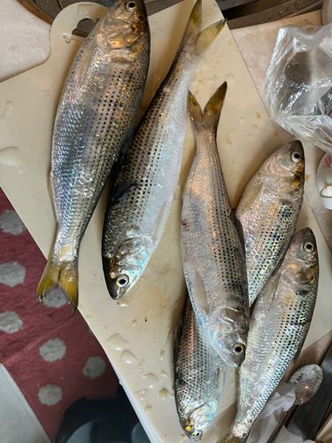 コノシロの釣果