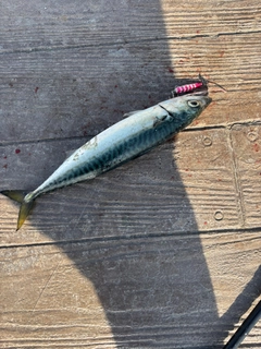 マサバの釣果