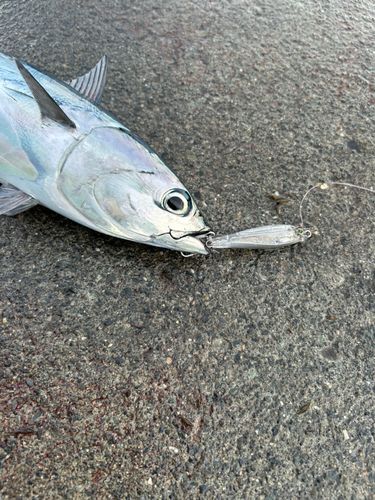 マルソウダの釣果
