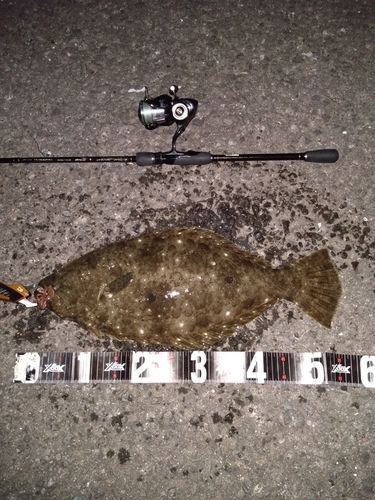 ヒラメの釣果