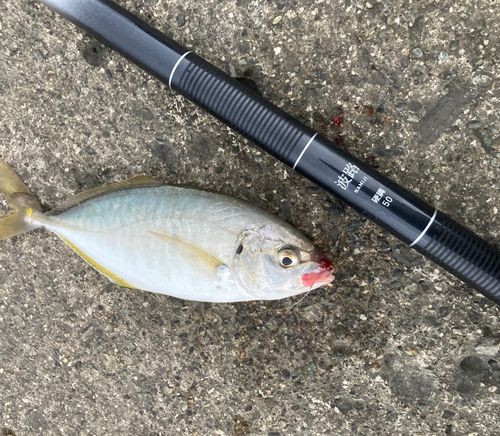 シマアジの釣果