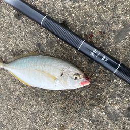 シマアジ