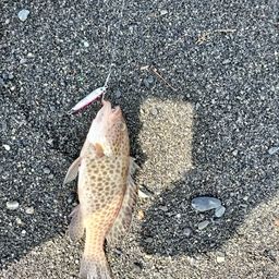 オオモンハタ