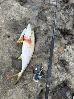 ヒラマサの釣果