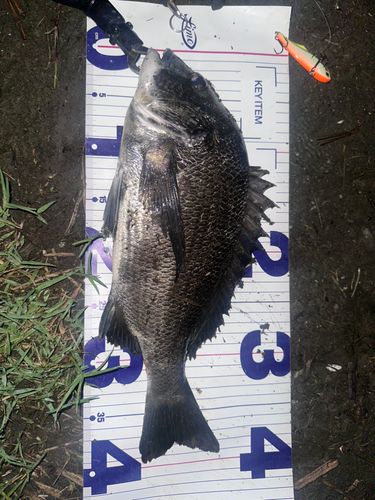 クロダイの釣果