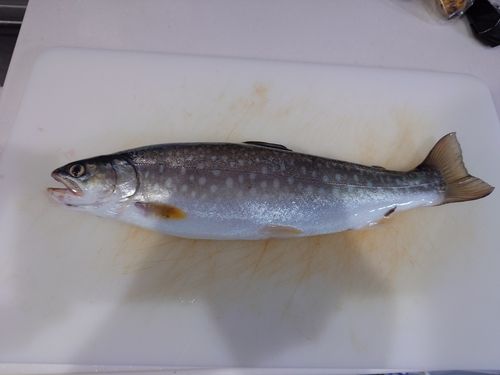 アメマスの釣果