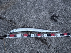 タチウオの釣果