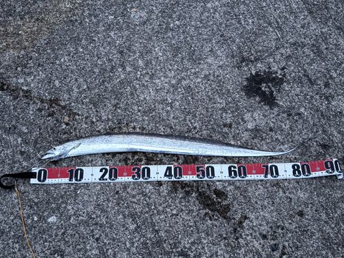 タチウオの釣果