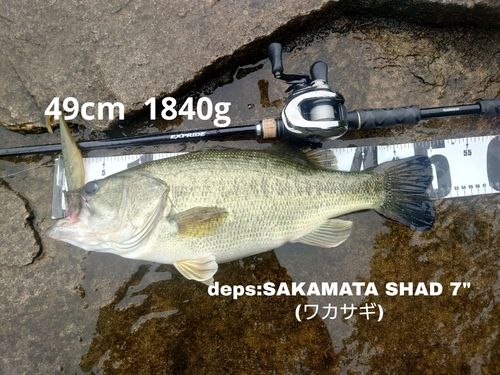 ブラックバスの釣果