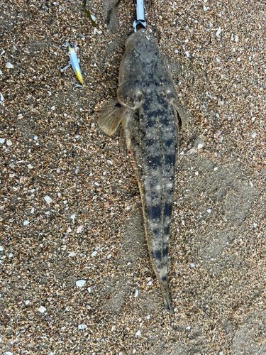マゴチの釣果