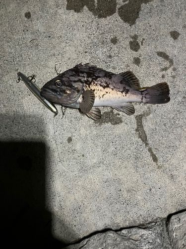 クロソイの釣果