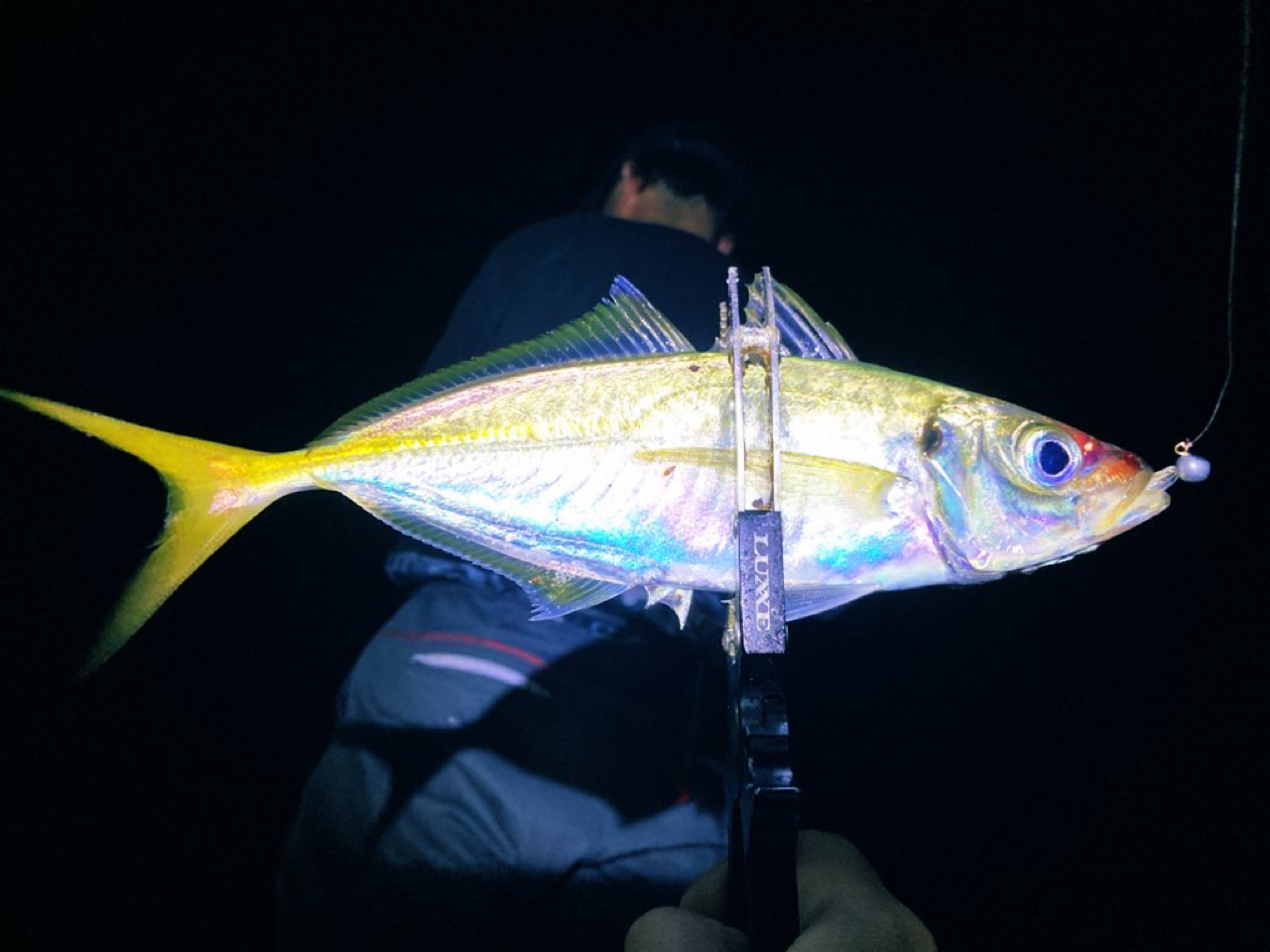 オリムピック スーパーコルトエサゴナーレ GOSRES-64L-HS (お