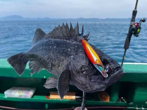 クロソイの釣果
