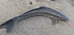 スギの釣果