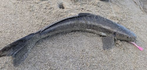 スギの釣果