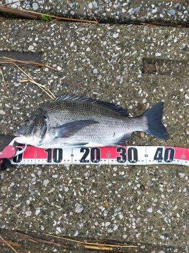 クロダイの釣果