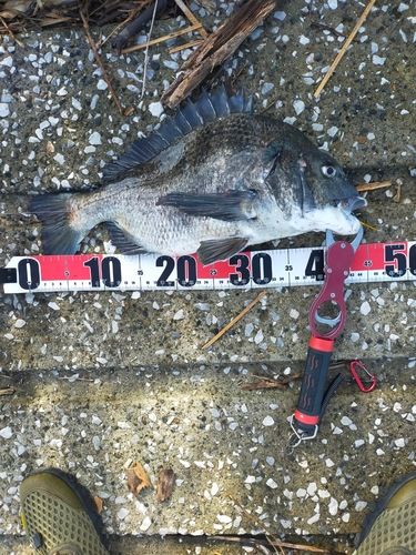 クロダイの釣果