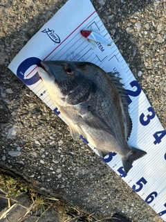 クロダイの釣果