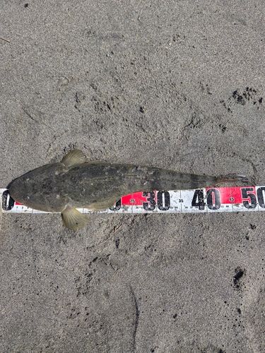 マゴチの釣果