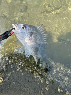 キチヌの釣果