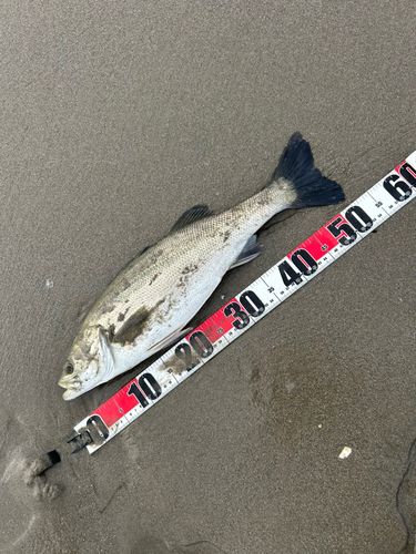 フッコ（マルスズキ）の釣果
