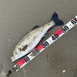 フッコ（マルスズキ）