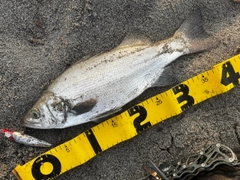 ヒラスズキの釣果