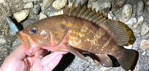 キジハタの釣果