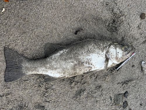 フッコ（ヒラスズキ）の釣果