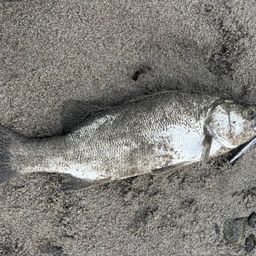 フッコ（ヒラスズキ）