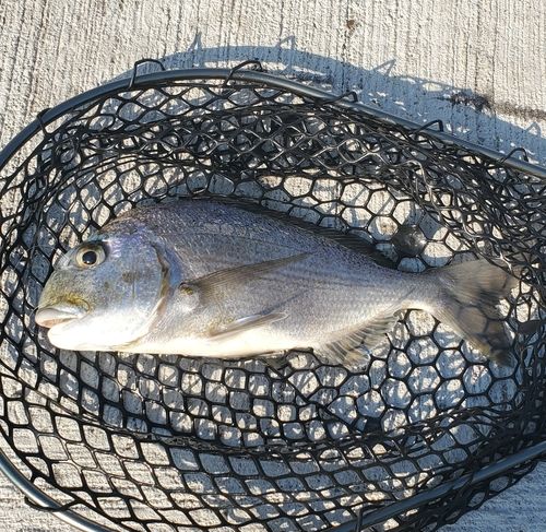 ヘダイの釣果