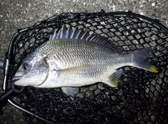 キビレの釣果