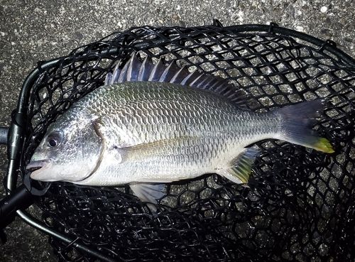 キビレの釣果