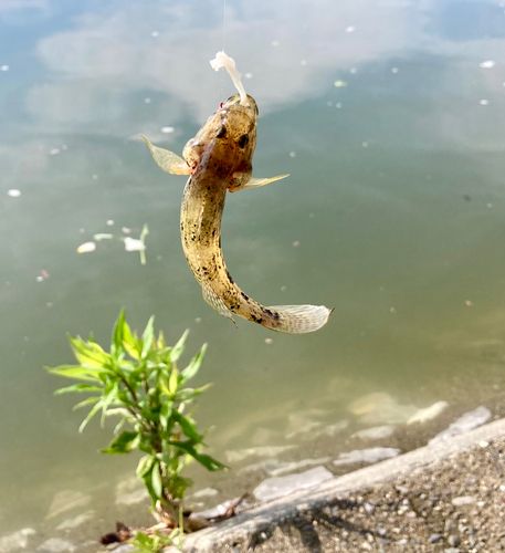 ウロハゼの釣果