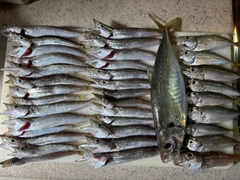 アジの釣果