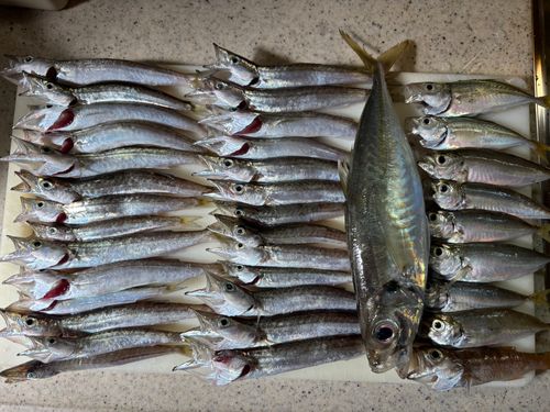 アジの釣果